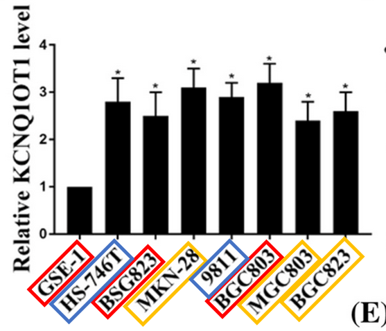 A graph from " Long non-coding RNA KCNQ1OT1 promotes the progression of gastric cancer via the miR-145-5p/ARF6 axis", an article that used several non-verifiable cell lines.